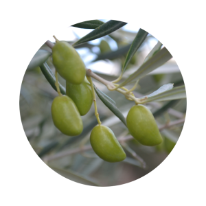 Cornicabra italian olive varieties